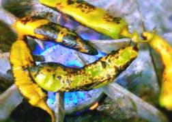 11201865_10204698205362191_2499997183310660659_n