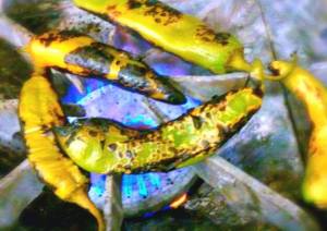 11201865_10204698205362191_2499997183310660659_n